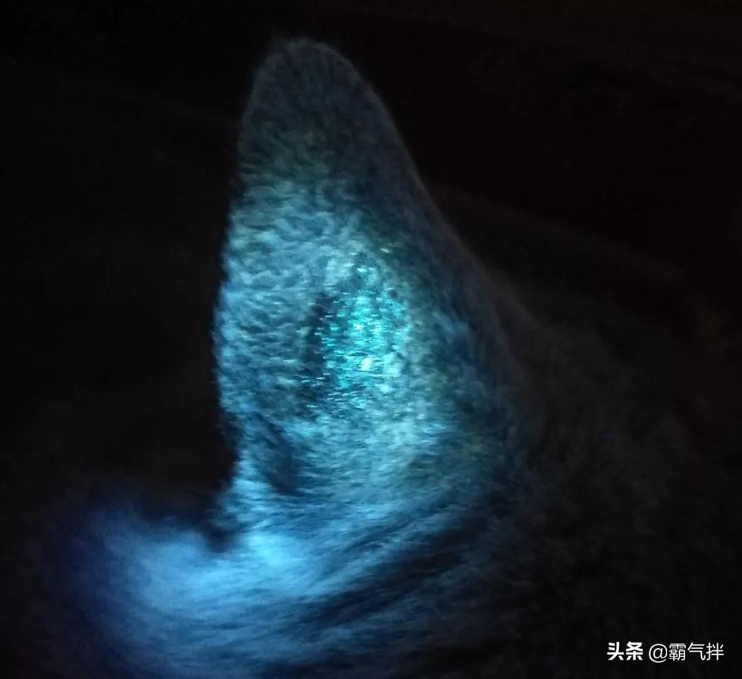 养猫经验除猫毛,养猫猫癣家庭如何消毒