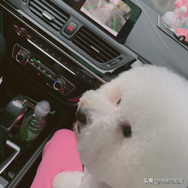 比熊犬咬人怎么办,比熊犬怎么养才会不咬人和你亲近