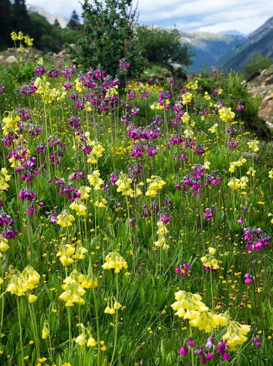 草甸报春花图片,高山草甸报春花图片