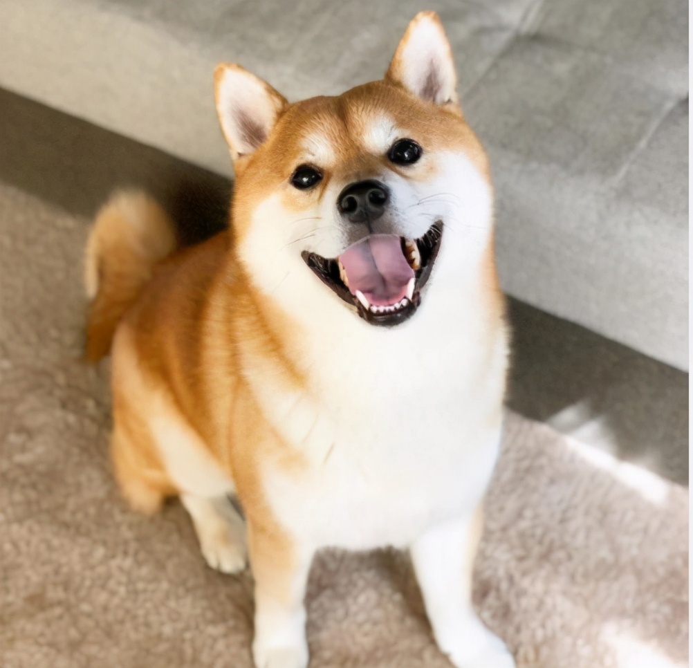 买柴犬买有黑毛的好吗,买柴犬