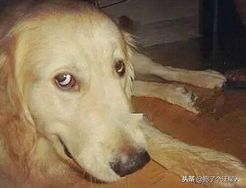 金毛犬智商相当于多少岁,金毛犬的智商排名第几位