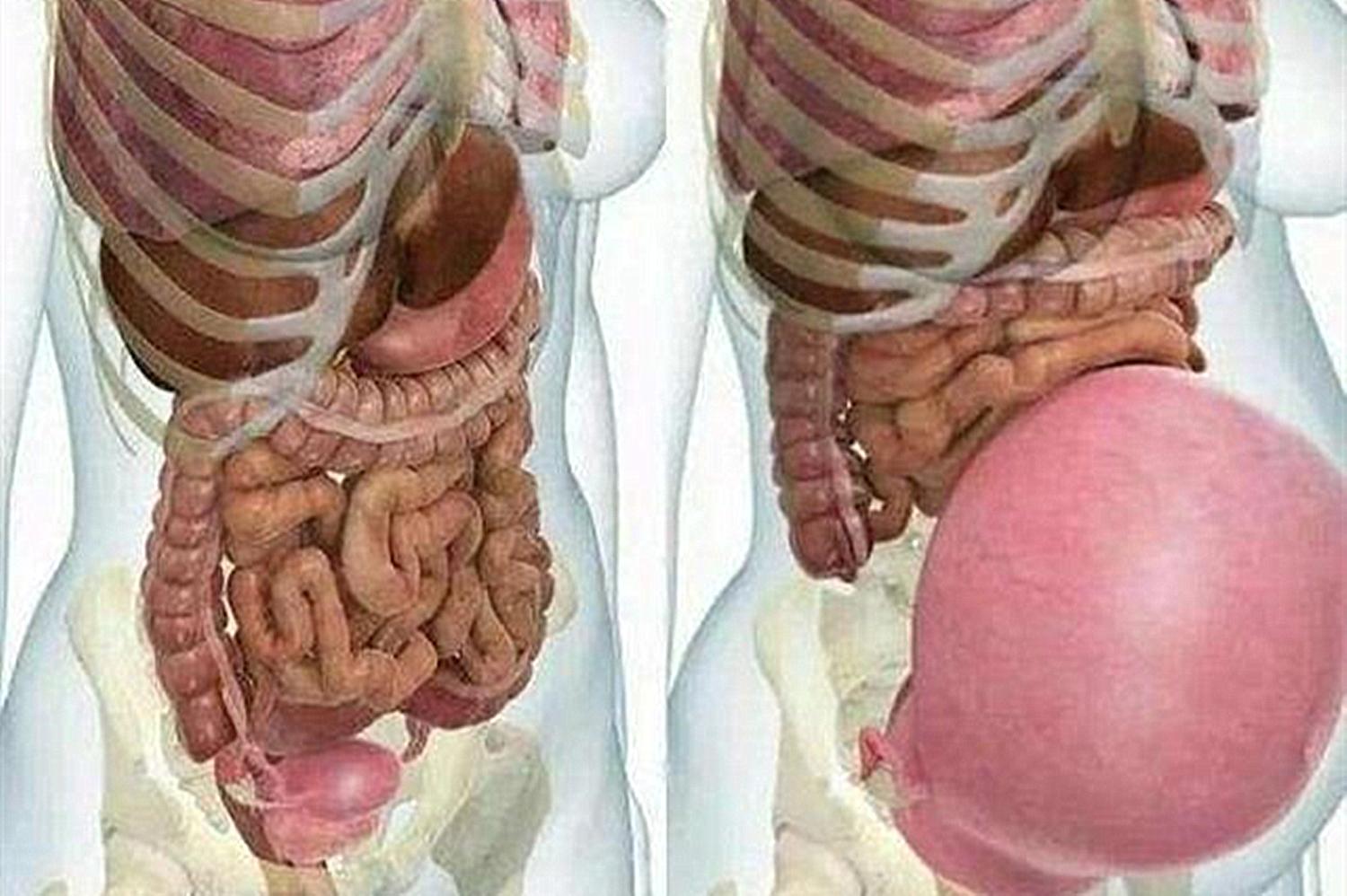 孕后期各个器官的位置,一张图证明母爱的伟大