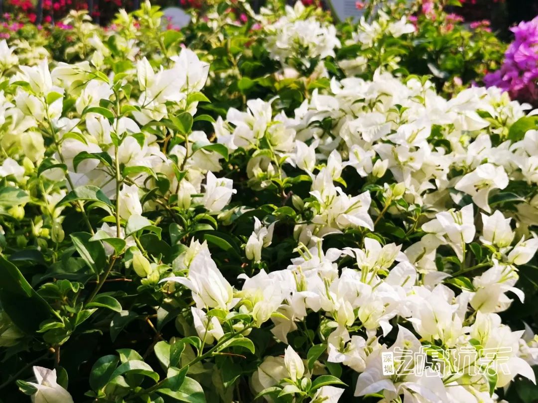 深圳最美簕杜鹃谷公园花海,宝安区花海赏花景点