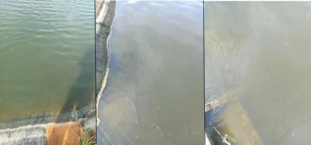 丁酸梭菌能快速修复肠道吗,丁酸梭菌在水产中有什么作用