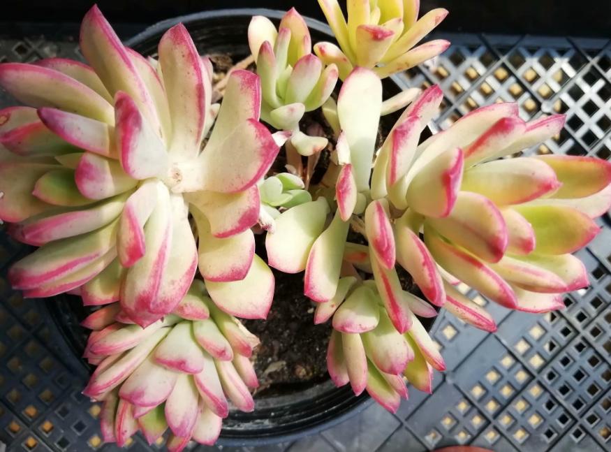 多肉养出状态来有多美？这102种多肉控养上色之后美呆了