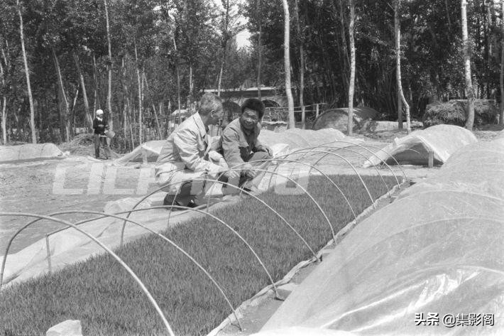 榆林市镇川镇老照片 (榆林市卫校老照片)