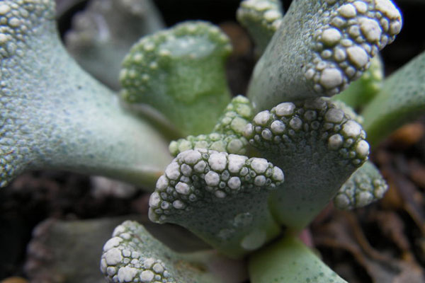 多肉天女属,用美丽的名字诱惑你买,用奇特的长相颠倒你的审美!