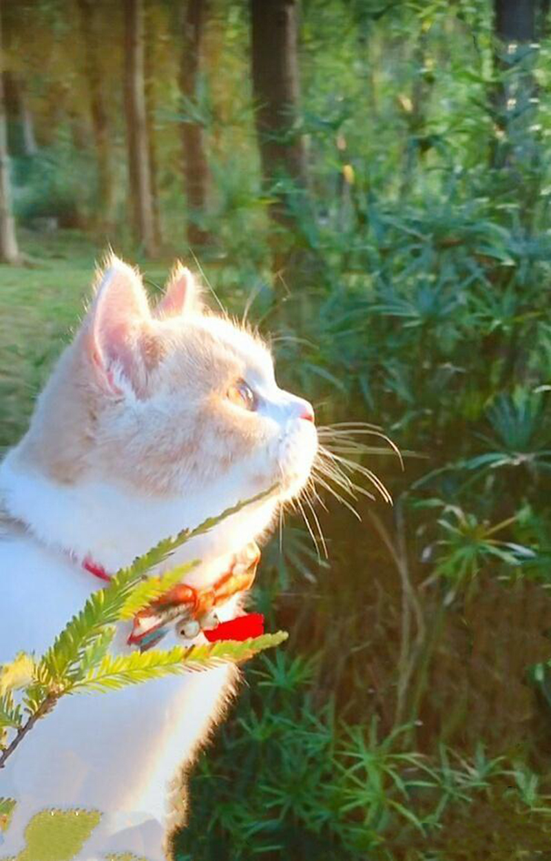 这只乳白英短，在摄影师主子镜头前，竟然活成了贵妃相，美翻了