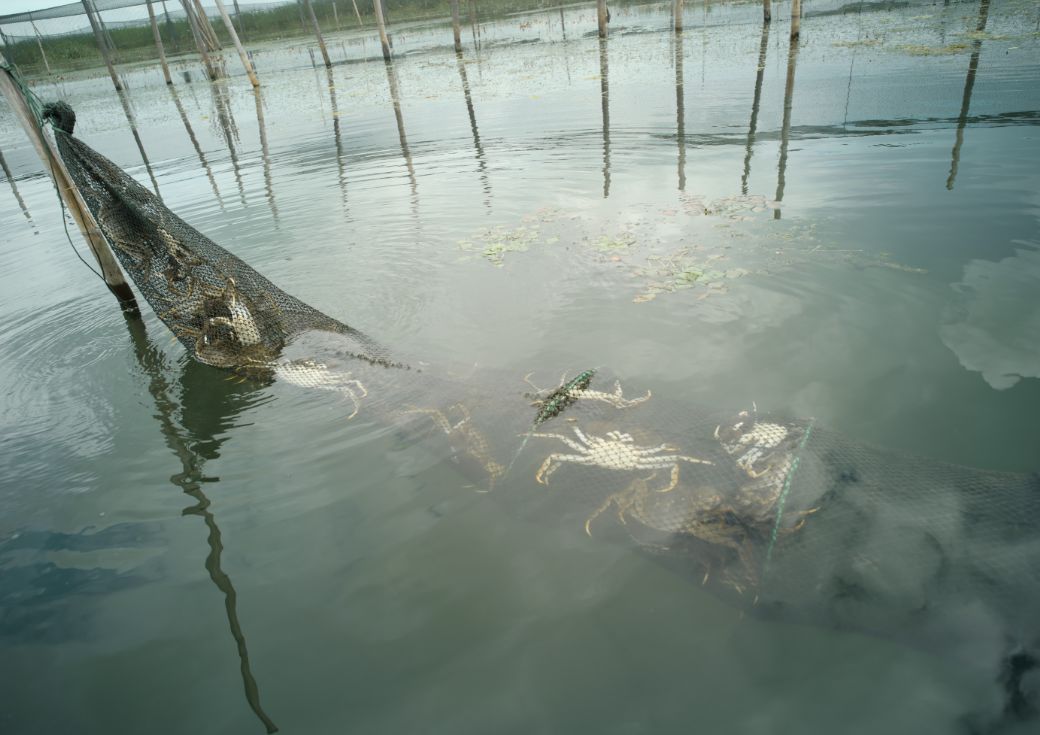 丰收蟹庄秃黄油酱油,丰收蟹庄秃黄油解冻