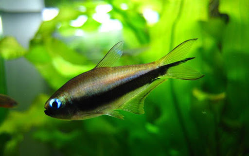 草缸灯鱼专用灯,适合草缸养的灯鱼