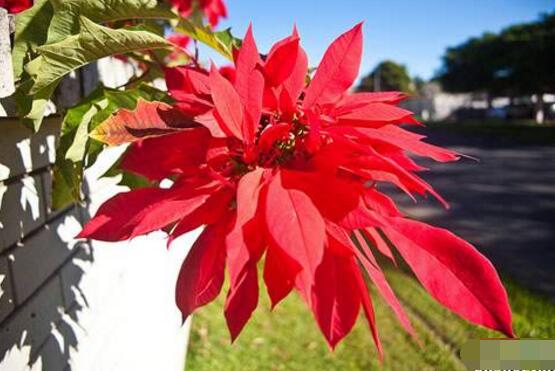 一品红叶子变黄还落叶怎么办,一品红叶发黄什么原因