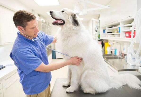 高蛋白低脂营养膏宠物,美施美康宠物营养膏