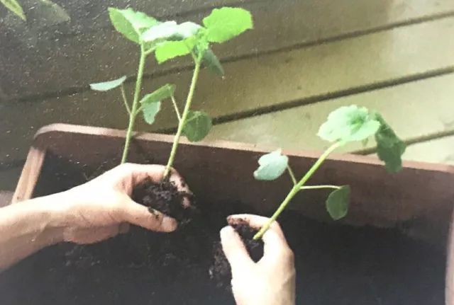 怎么在地里种秋葵,秋葵怎么种植在阳台上