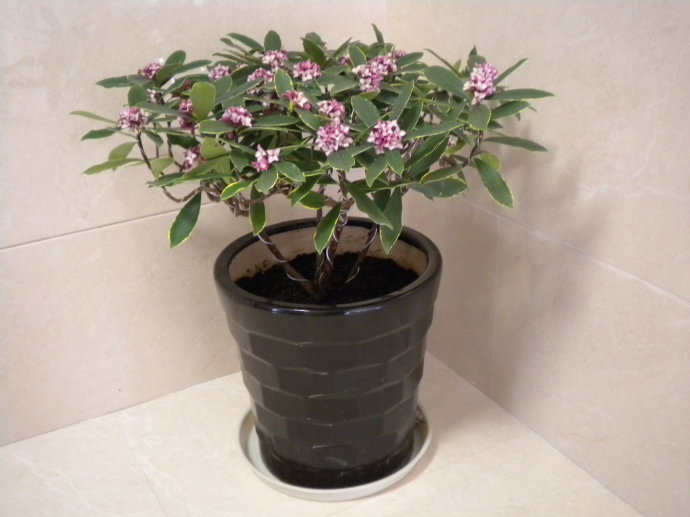 好养的盆栽花卉排名前十,盆栽花比较好养的有哪些