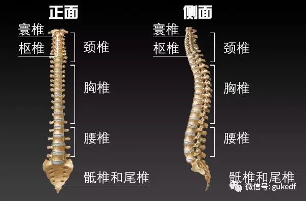 怎么知道脊椎有没有压迫神经,脊椎有什么损伤案例