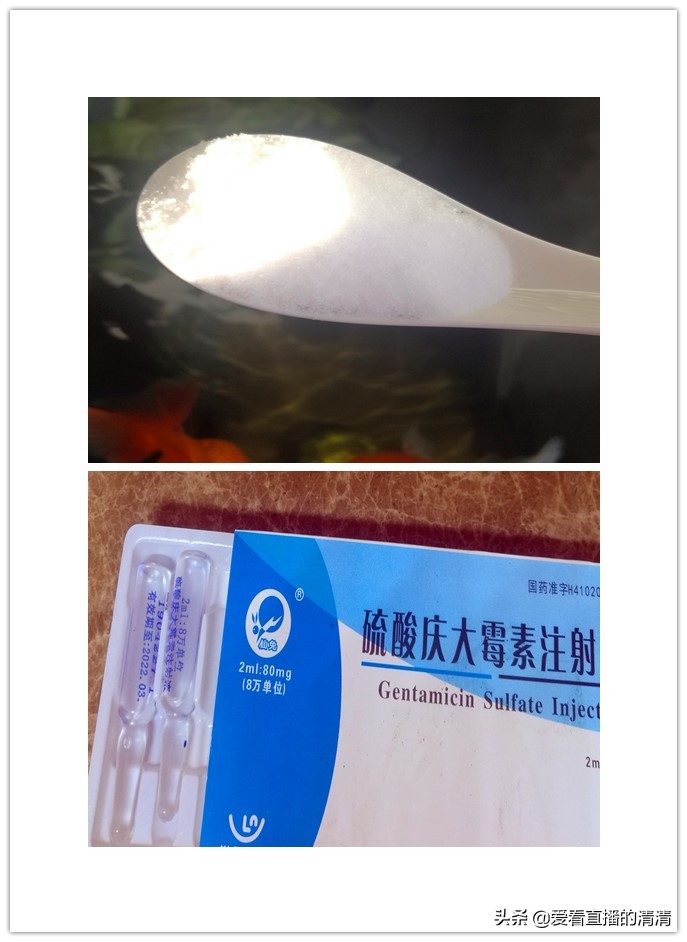 家里小金鱼怎么养才能活得长久,过年了养几条小金鱼