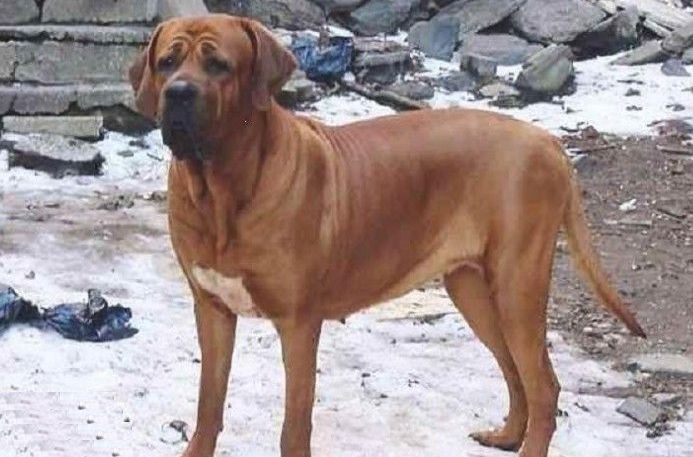 最忠诚的十种猛犬排行,国内的十大猛犬和国外猛犬的区别