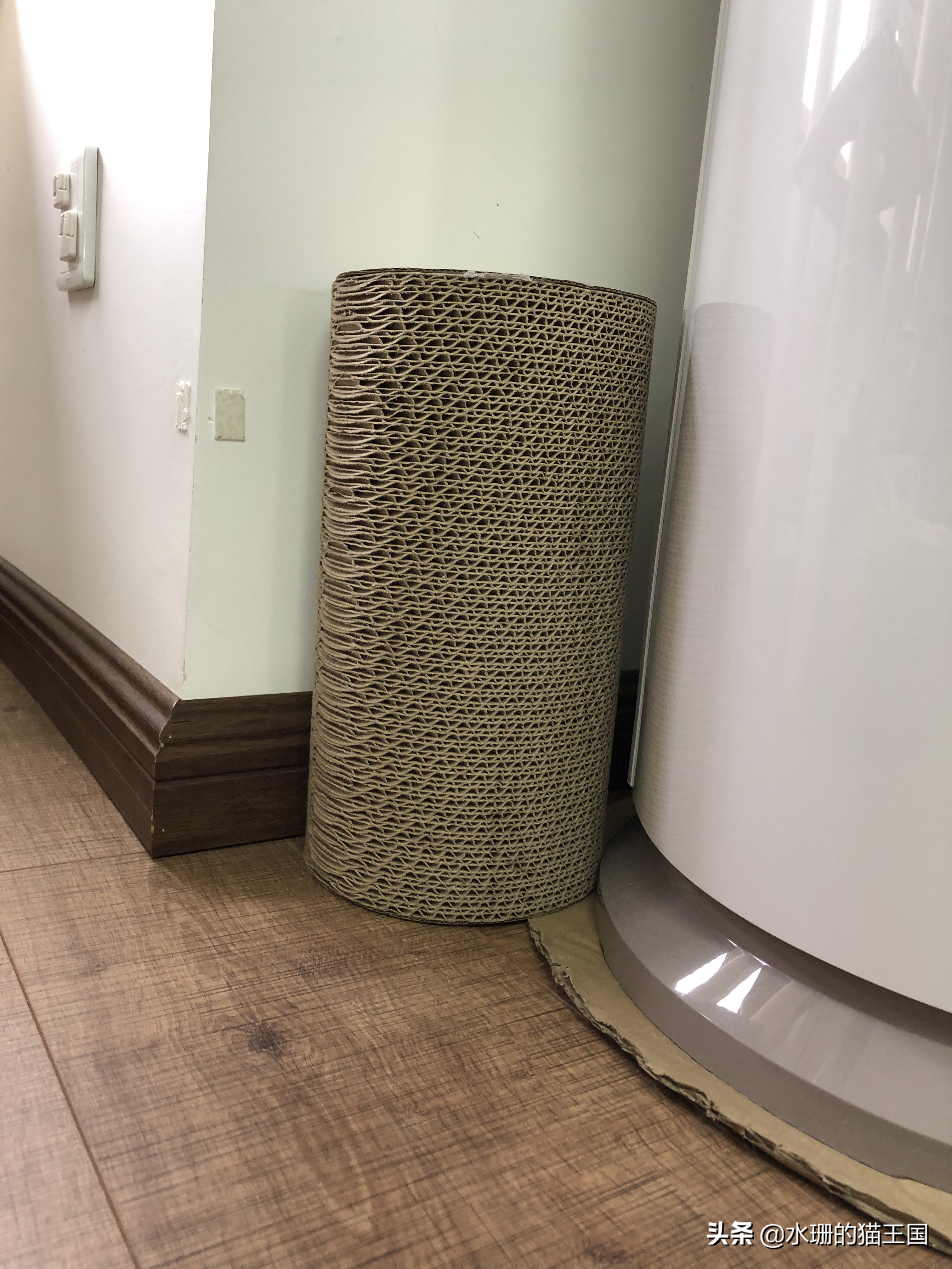 没有不磨爪爪的猫，可猫咪到处乱挠怎么破？看我家猫咪磨爪训练！