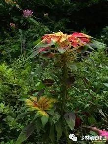 中药图片大全名称,中药图片大全带药名高清