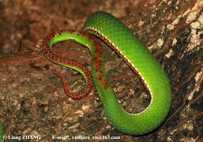 毒蛇的毒性分几种啊,毒蛇毒性排名榜