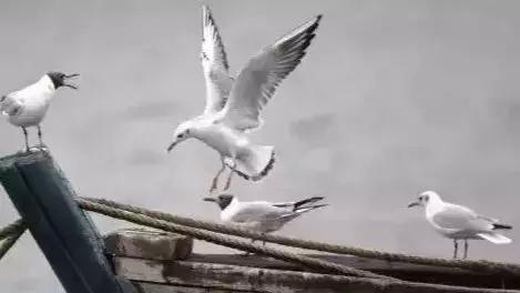 秦皇岛候鸟观赏地,秦皇岛初冬鸟类