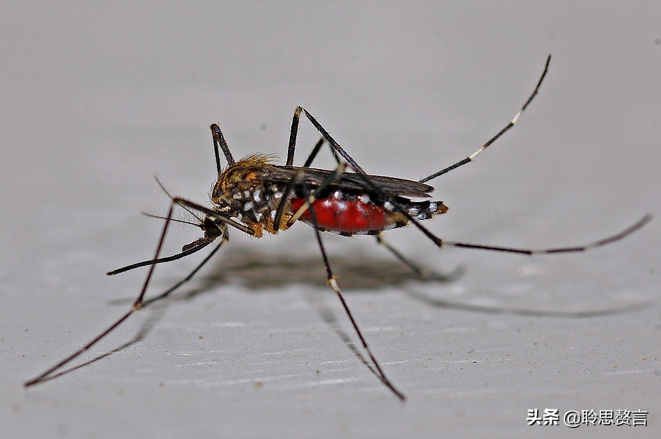 蚊子诗精选三十六首莫恨我心儿毒，只因你口儿馋
