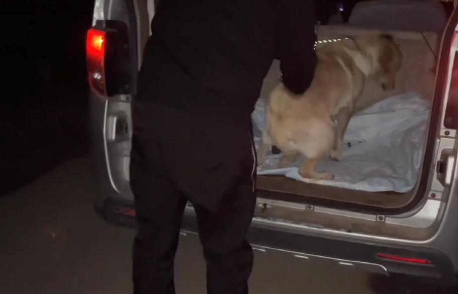 拉布拉多被卖到狗肉馆小主人哭,拉布拉多送狗肉馆被救下