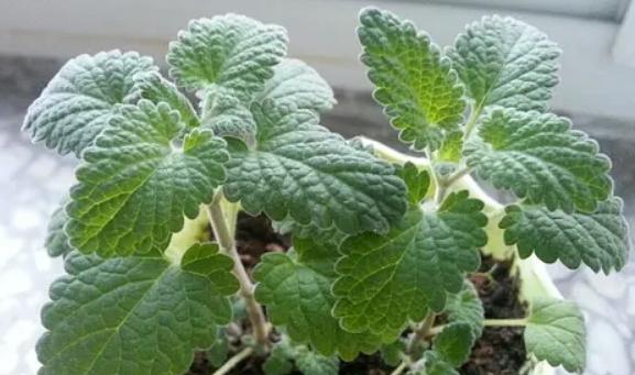 香草花园（1）|享受采摘薄荷和使用新鲜香草来调味乐趣