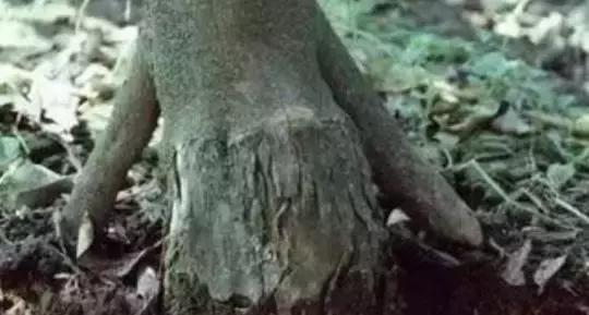 柑橘病虫害防治沙皮病,怎样防治柑橘粗皮果树病虫害