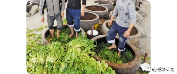 焦点访谈酵素真面目,焦点访谈酵素减肥靠谱吗
