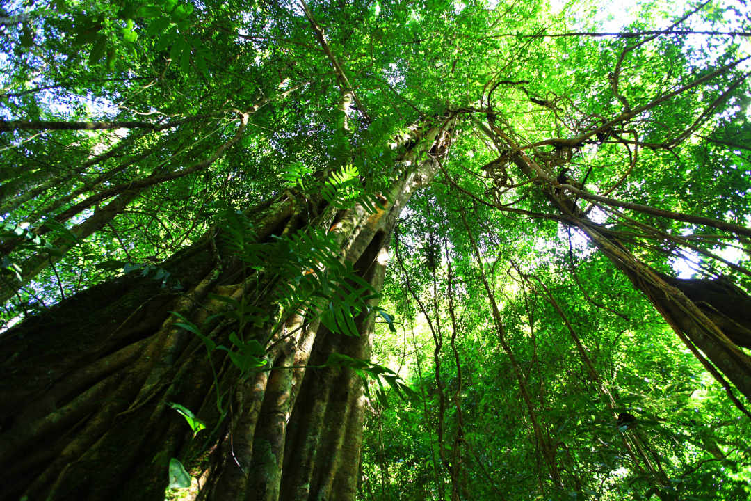 热带雨林犯罪,热带雨林案件最新结果