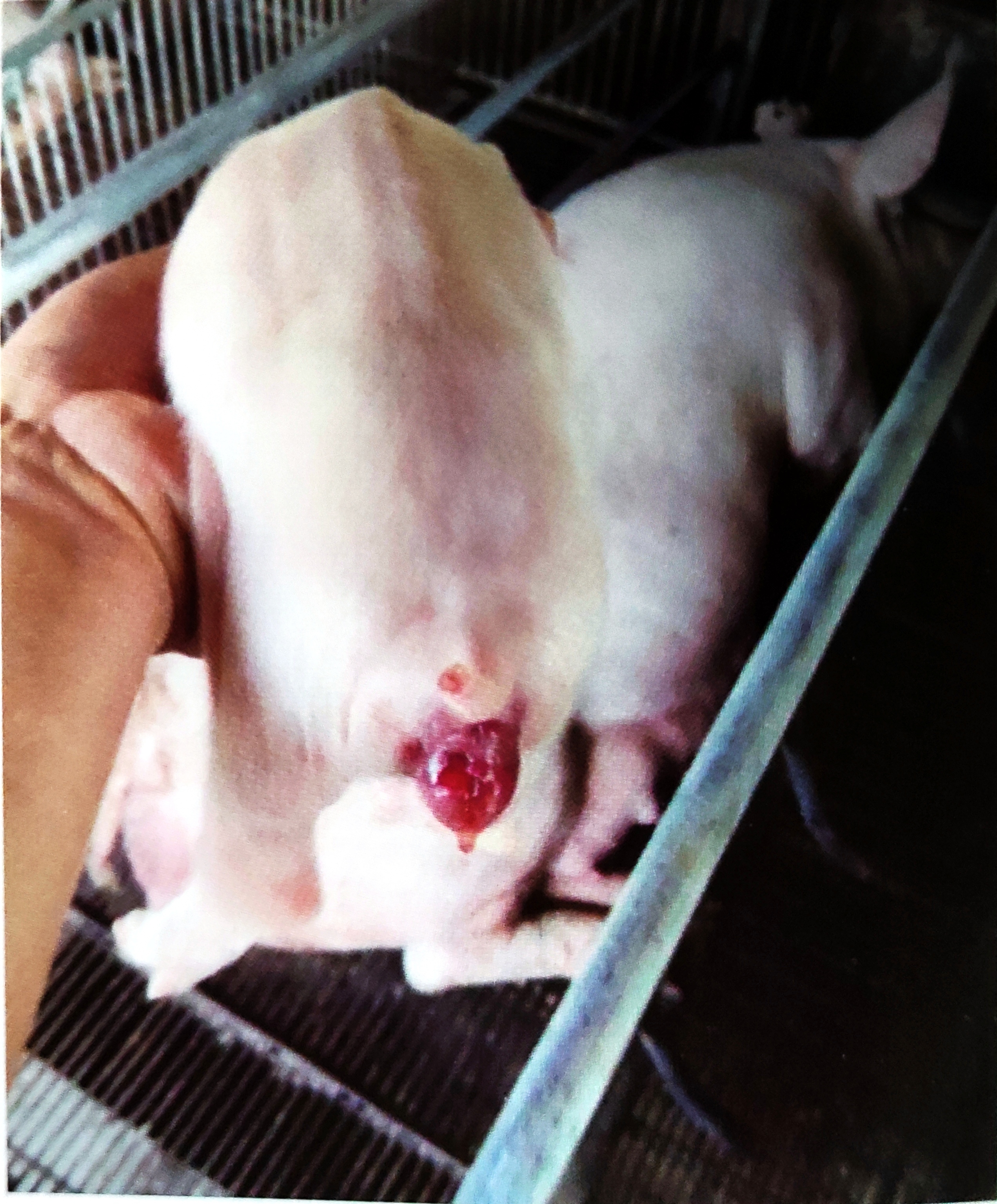 饲料中玉米赤霉烯酮超标会罚款吗,饲料玉米赤霉烯酮最新国家标准