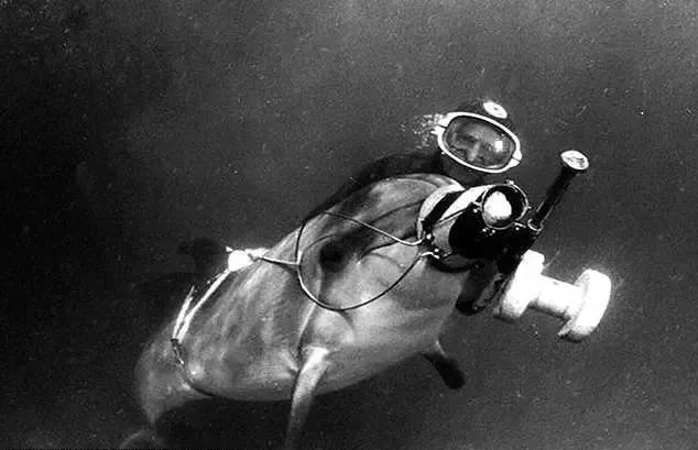 各国秘密间谍行动,各国间谍战有多凶险