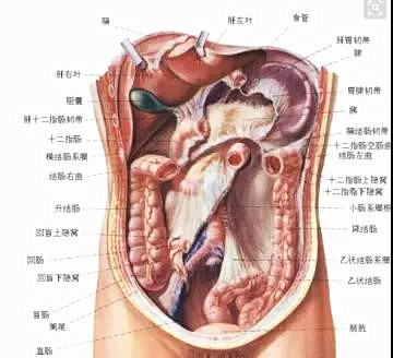 肚子痛按哪里知道病症,一张图看懂肚子痛位置和原因