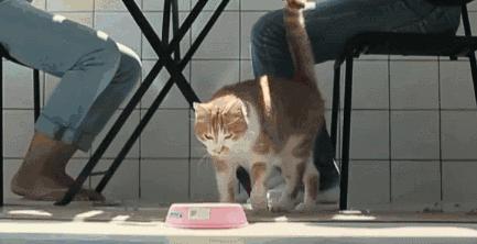 自家猫咪终于不再高冷懂得关心,为什么猫咪变得高冷了