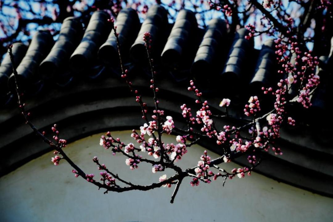 「原创诗词」三人行|出墙红杏无言桃李宜醉宜醒