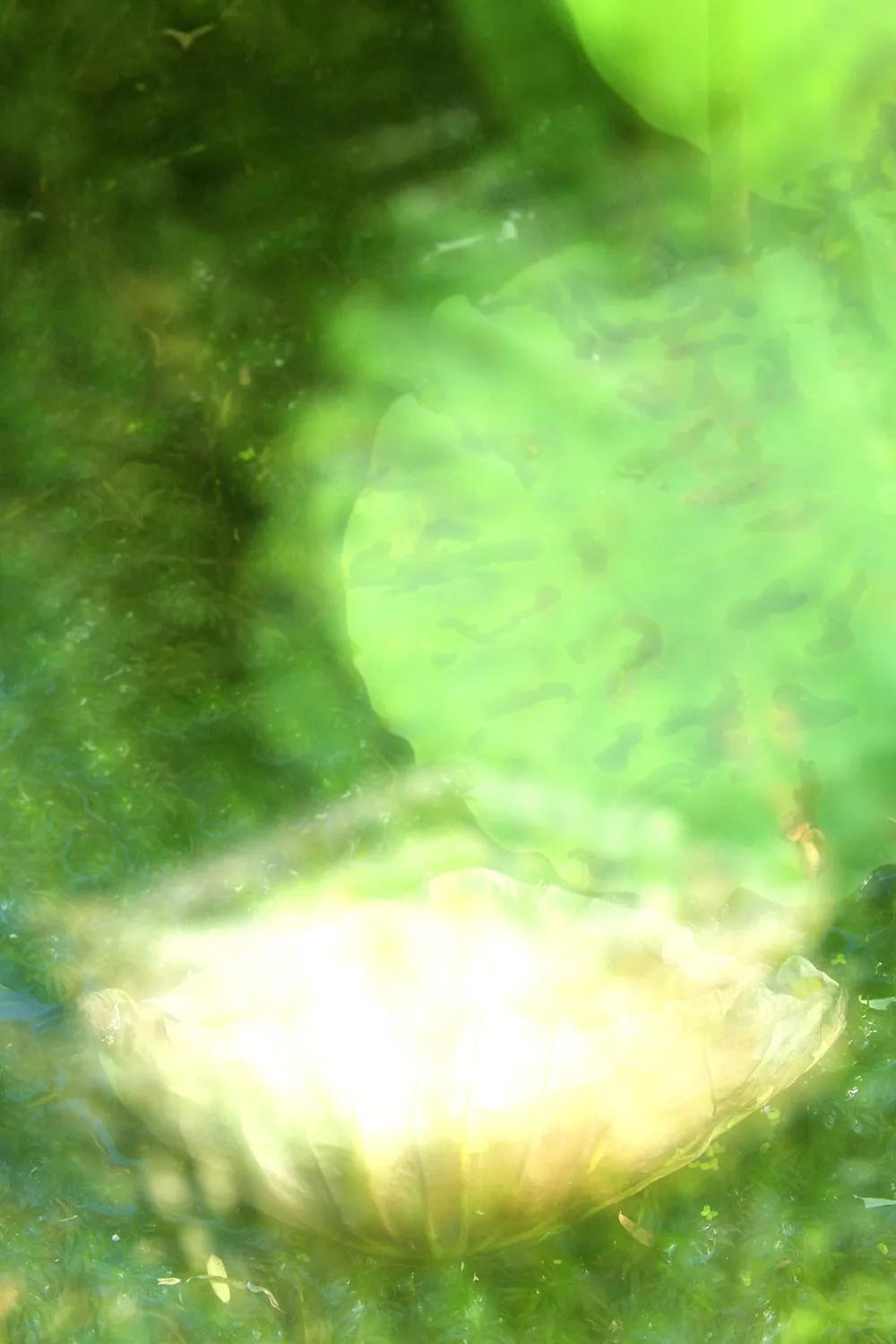 津门网金熙男：梦幻荷韵