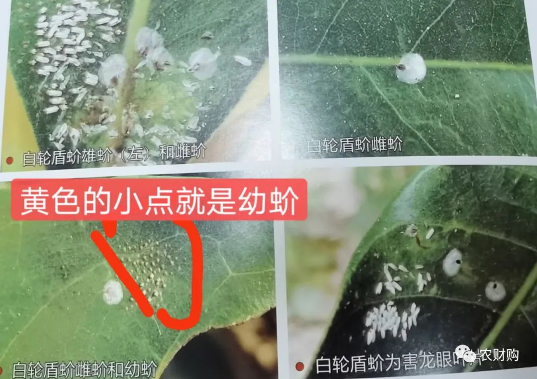 治蚧壳虫的土方法,用药指南蚧壳虫