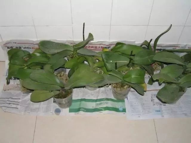 蝴蝶兰花凋谢了还能重新打理吗,蝴蝶兰花掉了怎么护理