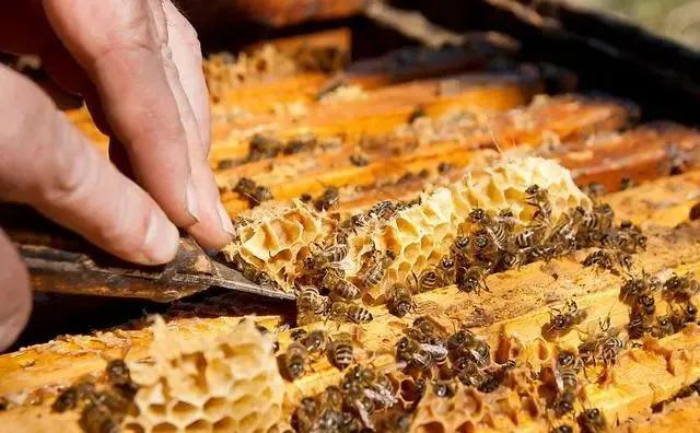 老蜂农一步步教你,蜜蜂如何分蜂四步教你快速分蜂