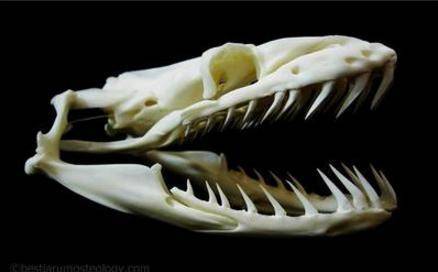 被蟒蛇吞下匕首能逃出来吗,被巨蟒吞下后有几率活下来吗