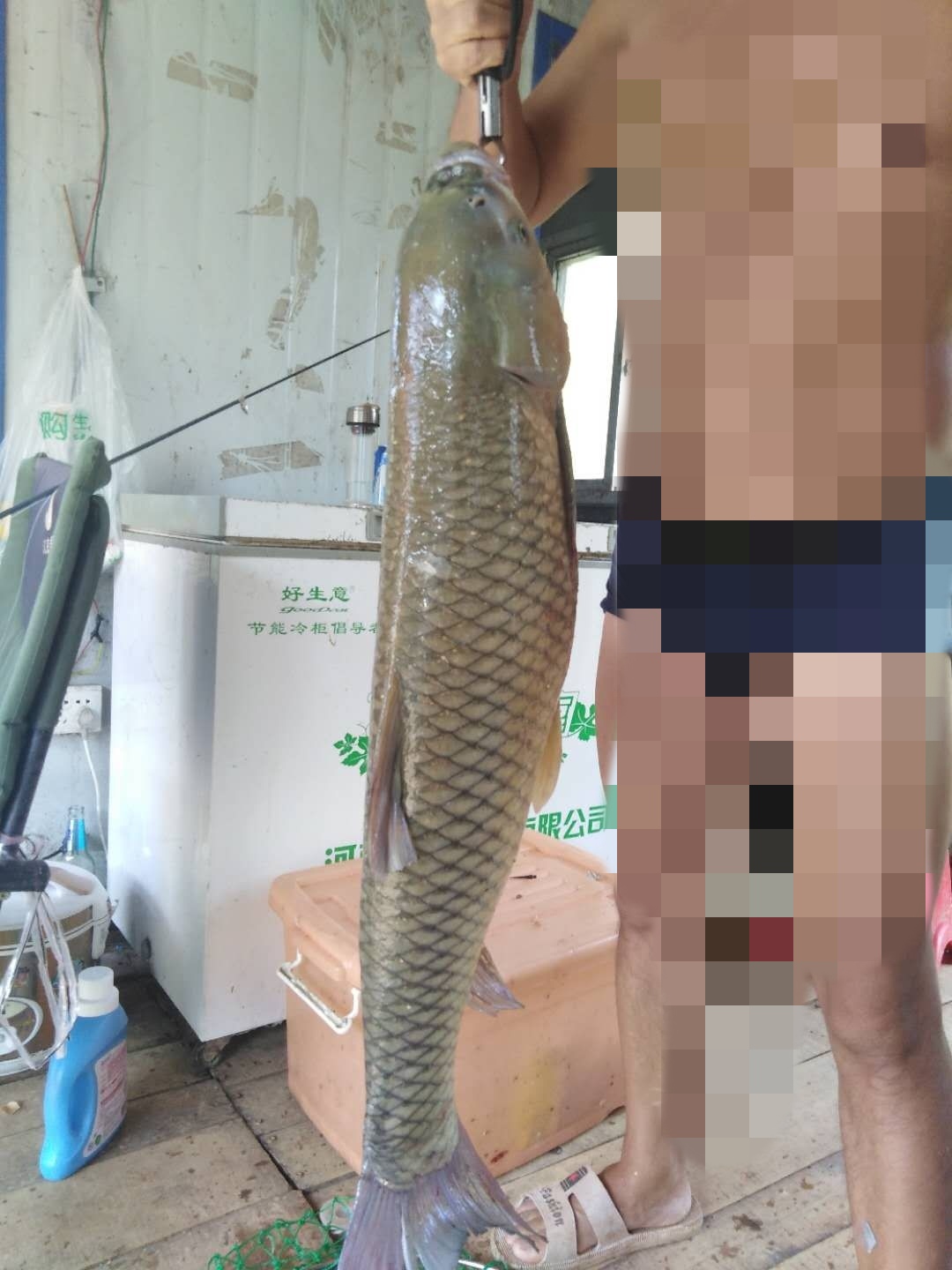 野钓大草鱼技术好钓到的鱼真不少,野钓大草鱼实用绝招