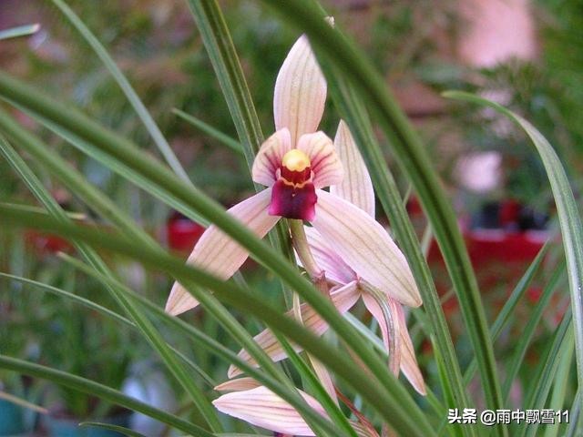 兰花怎么养才能长得旺盛,兰花怎么养才能旺盛容易开花