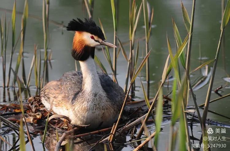 凤头鸊鷉粤语,斑头雁飞得最高的鸟
