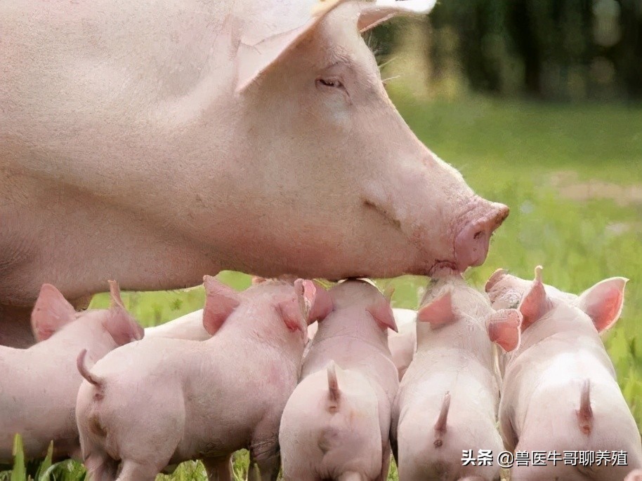 母猪下崽慢,母猪生小猪好慢是怎么回事