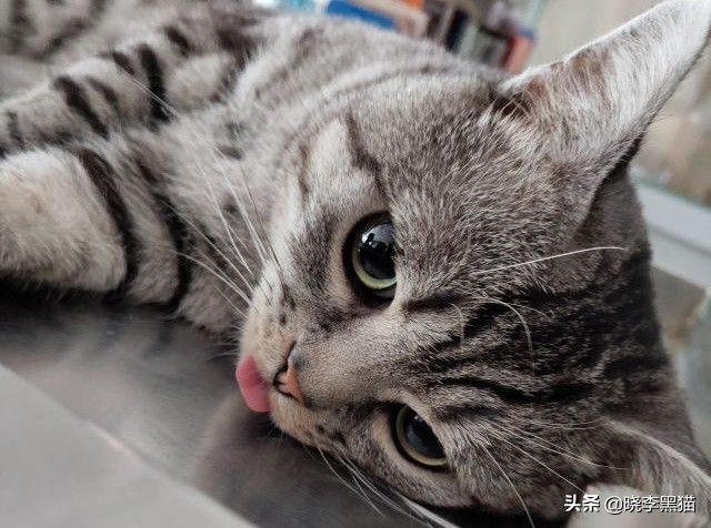 猫咪绝育手术之后怎么护理,猫咪绝育手术后怎么护理