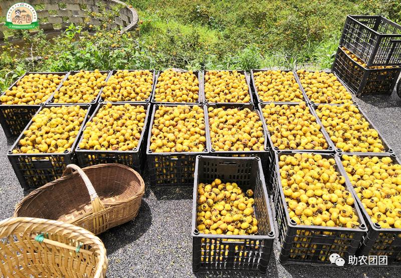 助农团团最新视频,助农团团所有视频