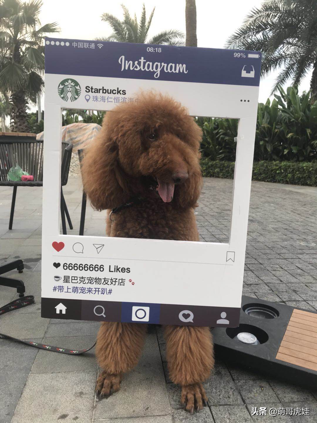 全城寻找巨型贵宾犬,刚抱回家的巨型贵宾犬