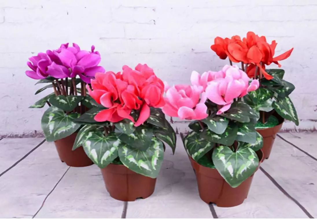 家里的花干枯影响风水吗,家里的花突然发黄发蔫风水