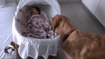 金毛女主人生宝宝,女主人生孩子后宠物的反应